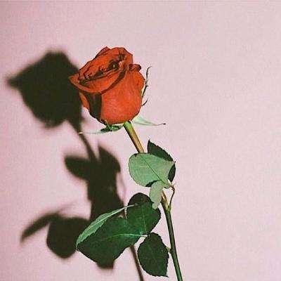 365平台官方版下载